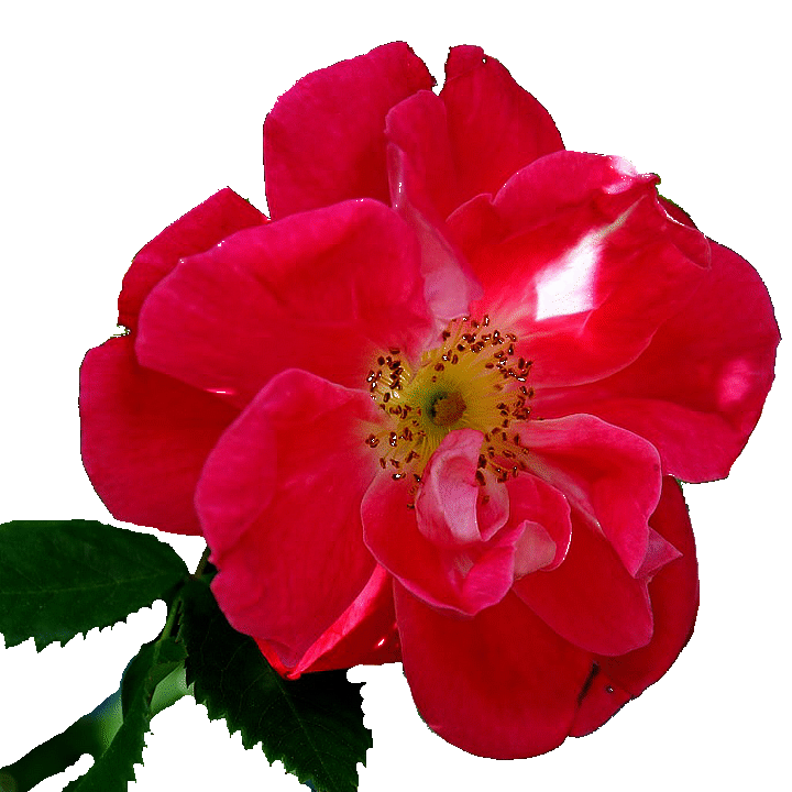 The Wild Rose